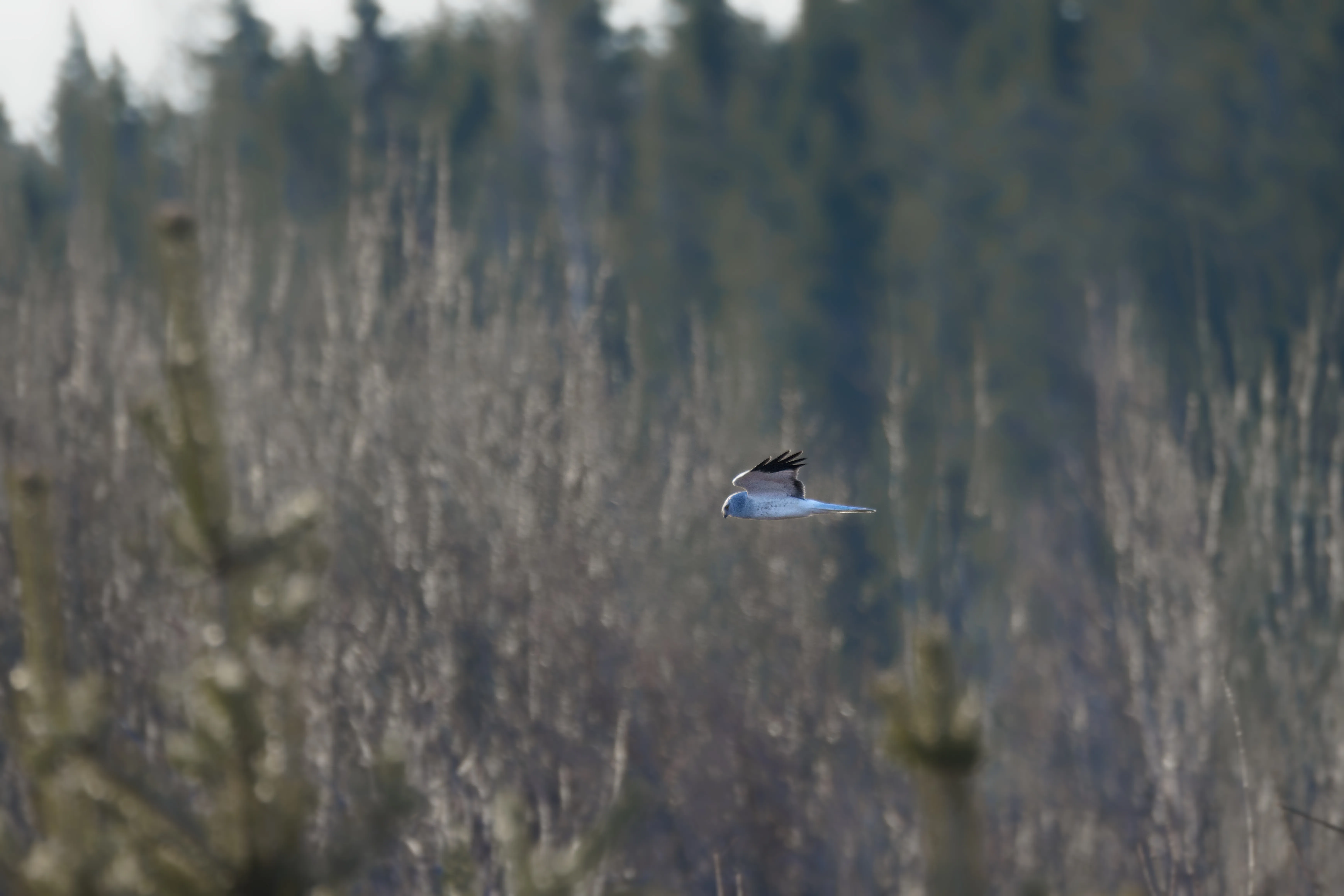 Födosökande hane av blå kärrhök